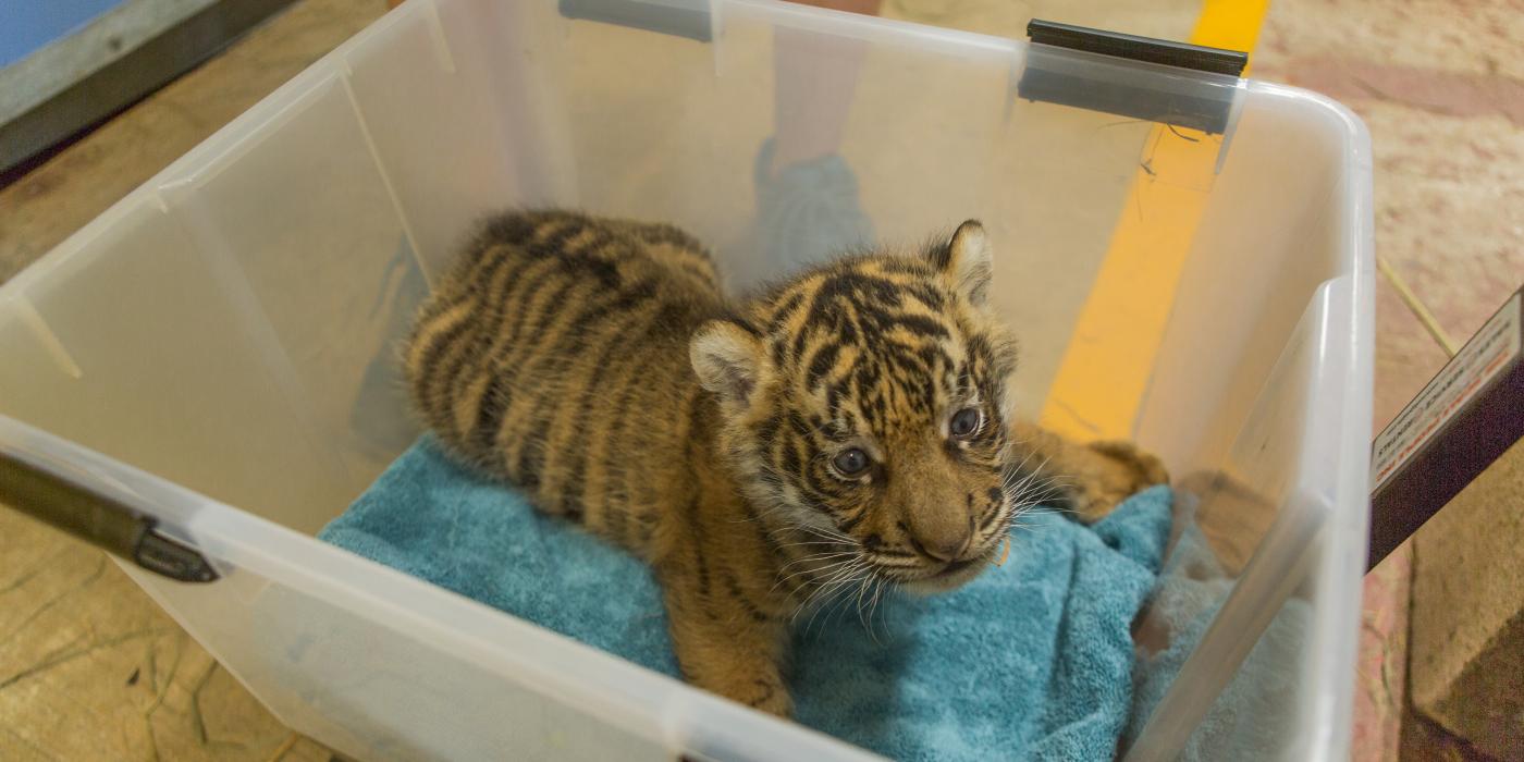 Great Cats keepers weigh the Sumatran tiger cub at every feeding to monitor his weight and adjust nutrition as necessary.