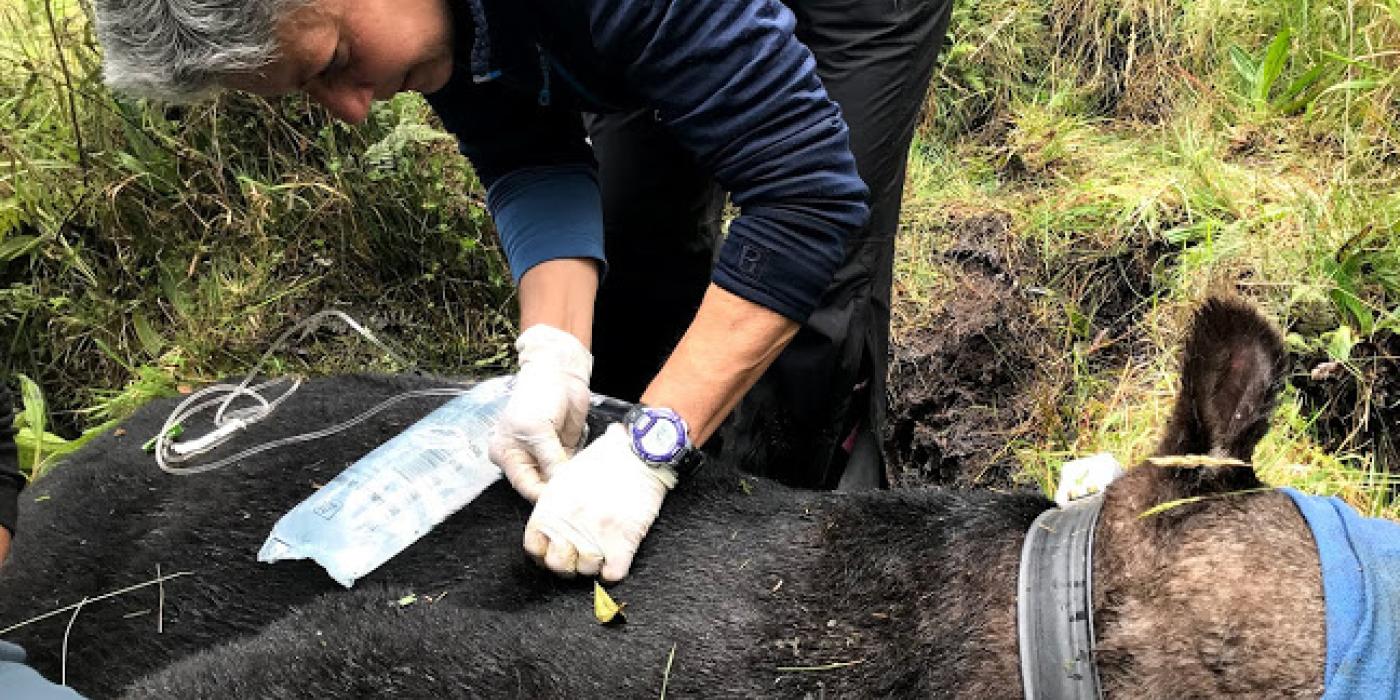 A scientist takes a biological sample from a tapir that is fitted with a GPS collar