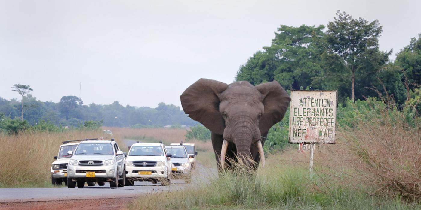 African Elephant in Gabon