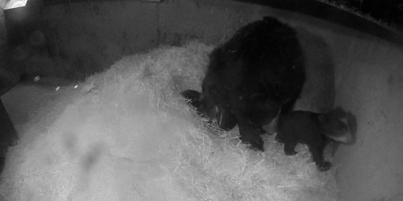 Andean bear Brienne sits in her den with her two cubs. Brienne is leaning over to clean one cub by her back leg. The other cub stands in front and right of her, taking a wobbly step. The den's floor is covered in hay. This photo is in black and white.