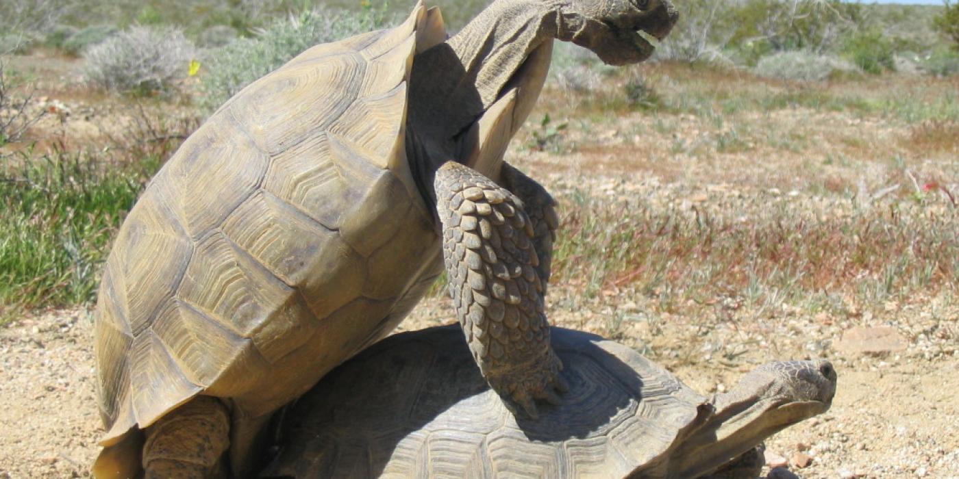 Tortoise mating