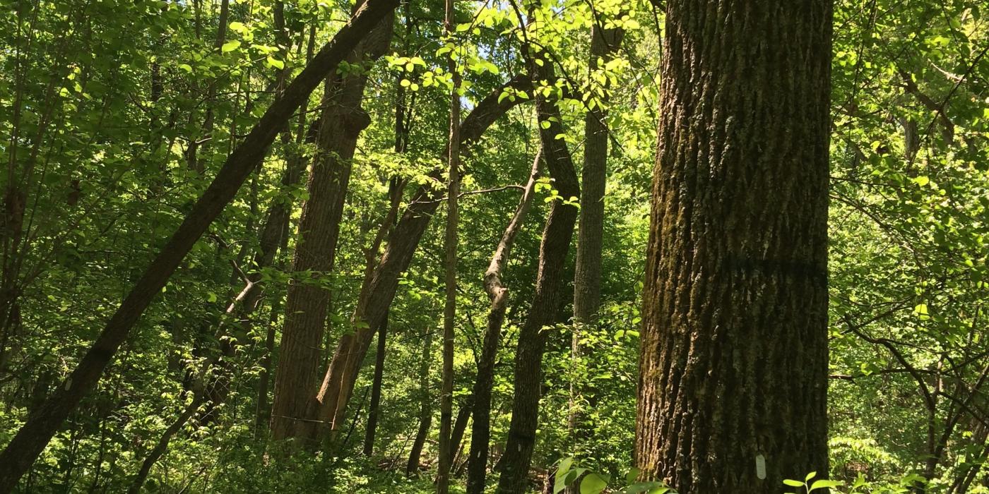 SCBI scientists place purple traps for the emerald ash bower in the trees.