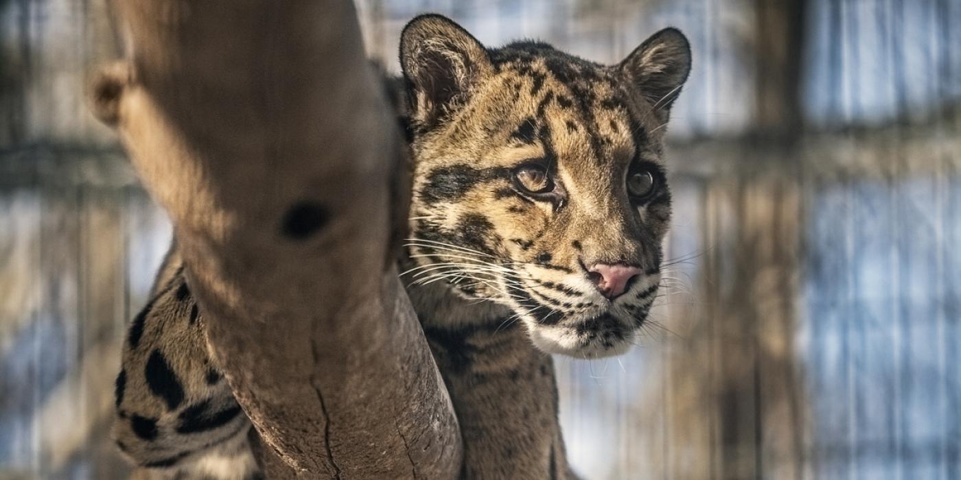 Clouded Leopard