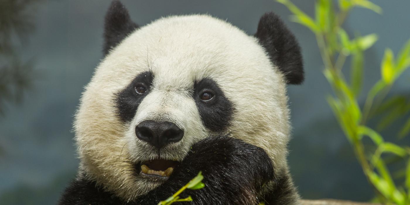 Mei Xiang eating bamboo. 