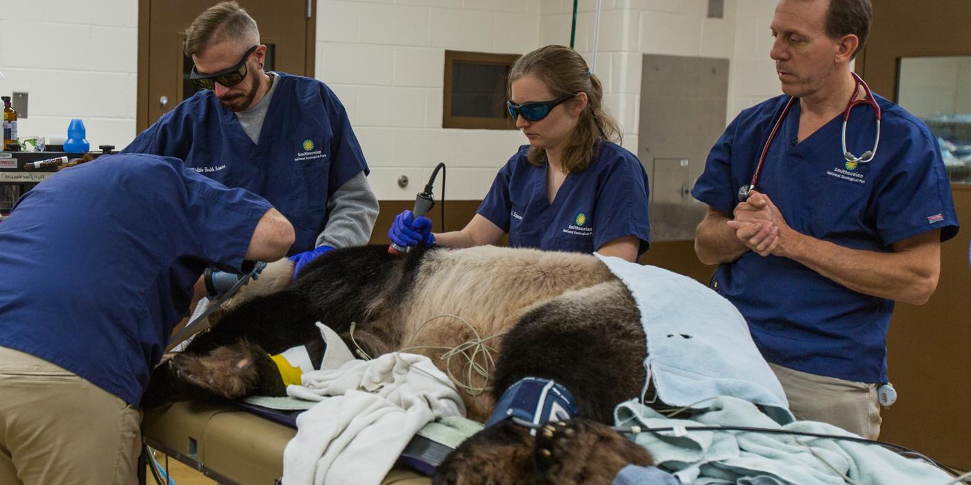 Tian Tian during a full veterinary exam. 