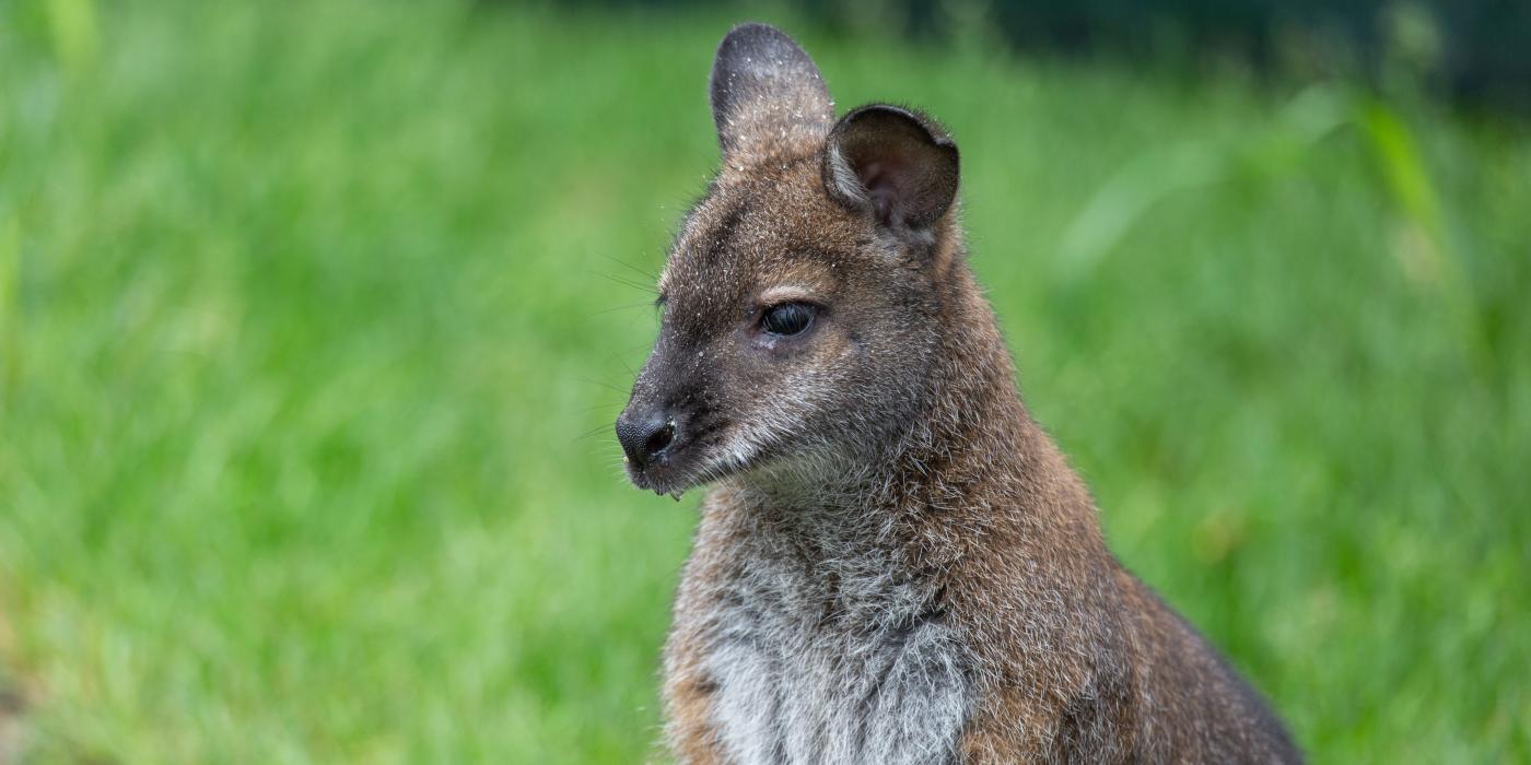 Bennett's wallaby