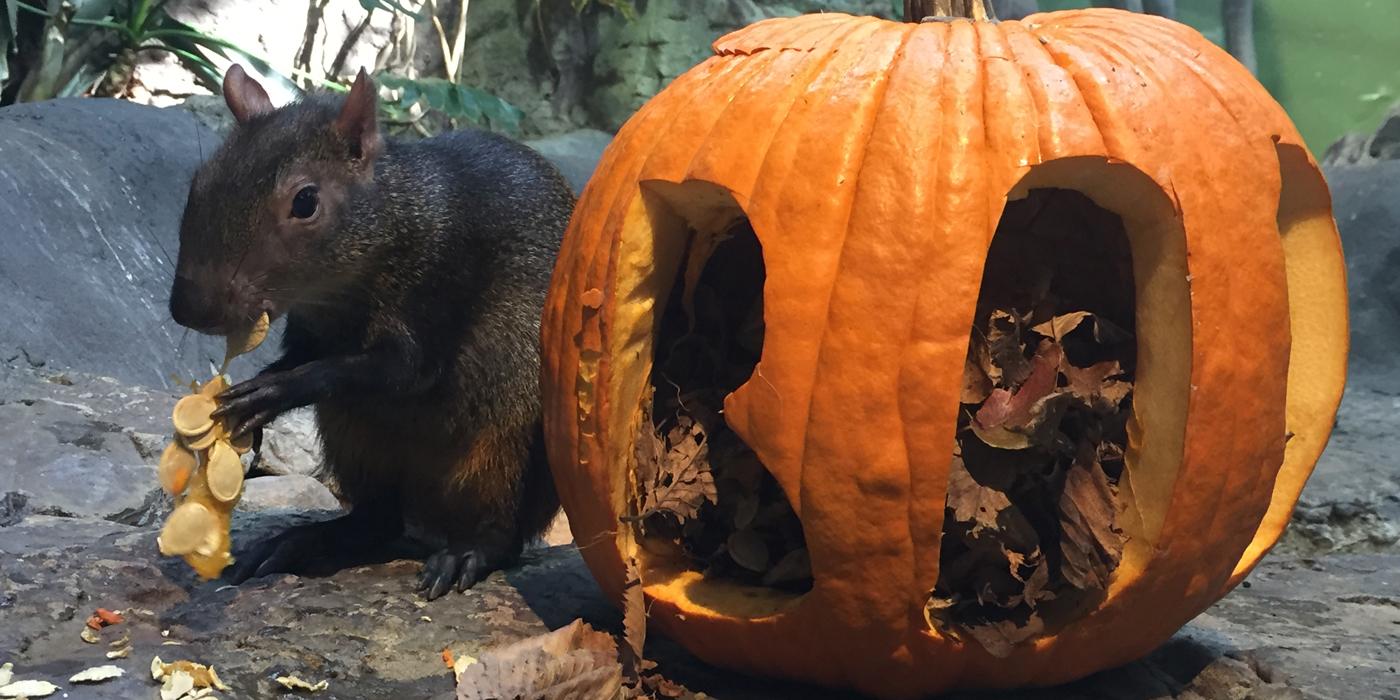 Agouti baby 