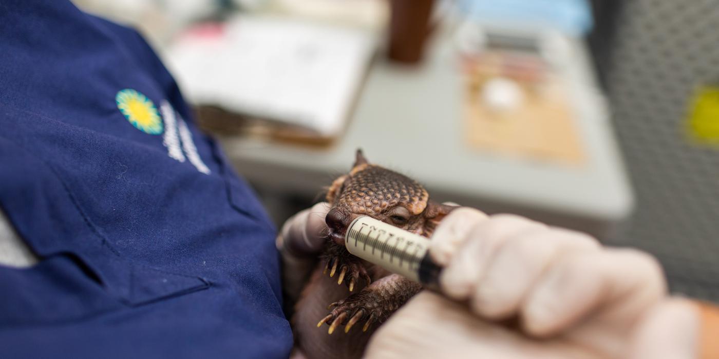 A keeper hand feeds a screaming hairy armadillo pup formula from a syringe. 