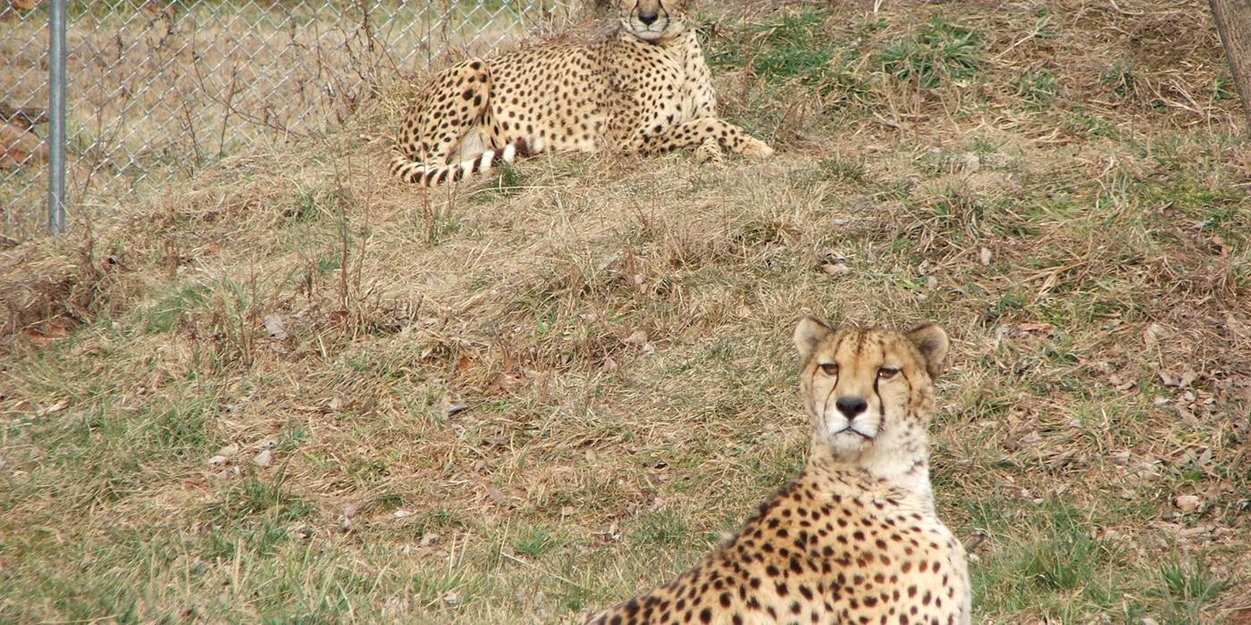 Amani and Barafu