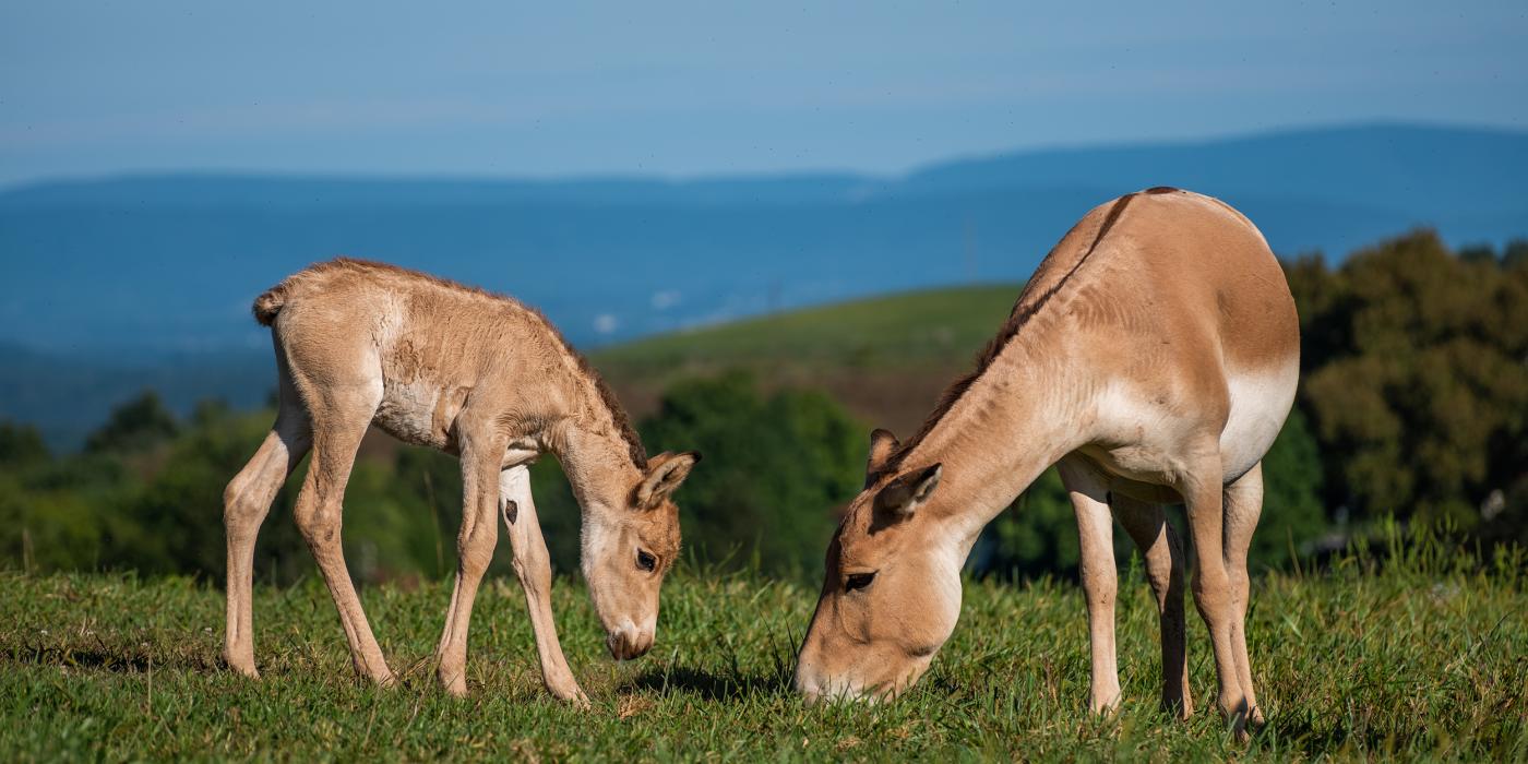 A Persian onager foal (left) and its mom (right) bend their heads to eat grass. 