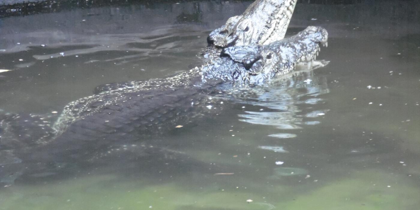 Cuban crocodiles at the Reptile Discovery Center lifting their snouts out of the water.