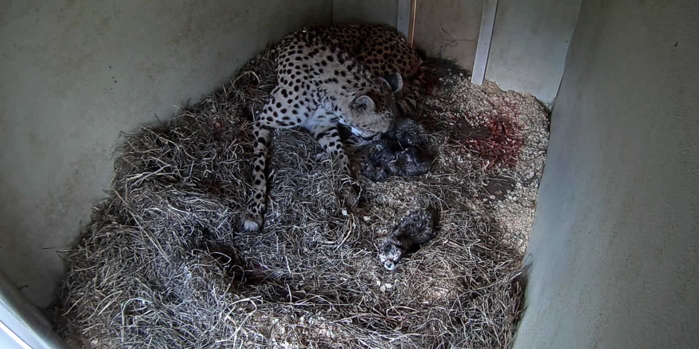 A female cheetah cub lays on a bed of hay in a den where she has just given birth to three cubs. The three small, newborn cheetah cubs can be seen around her in the hay.