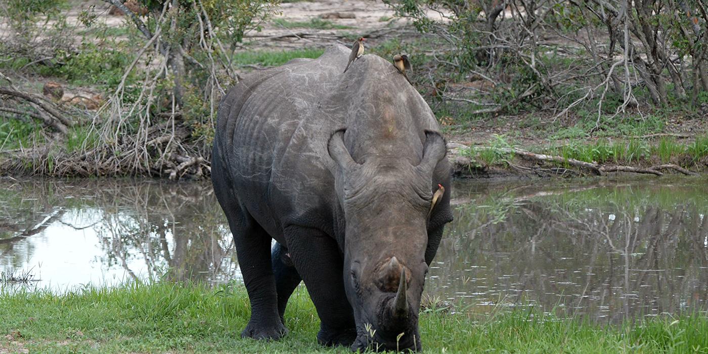 White rhinoceros 