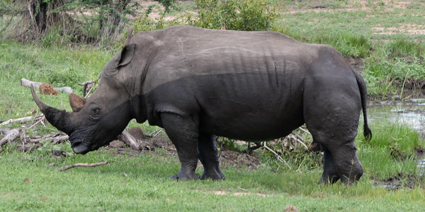 White rhinoceros