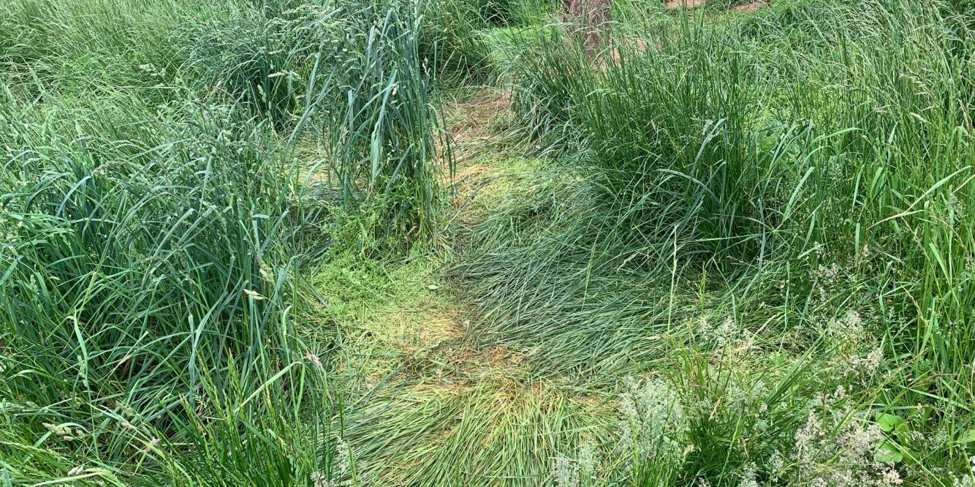 The cheetahs make a pathway through the gras of their yard where they play and hide. 