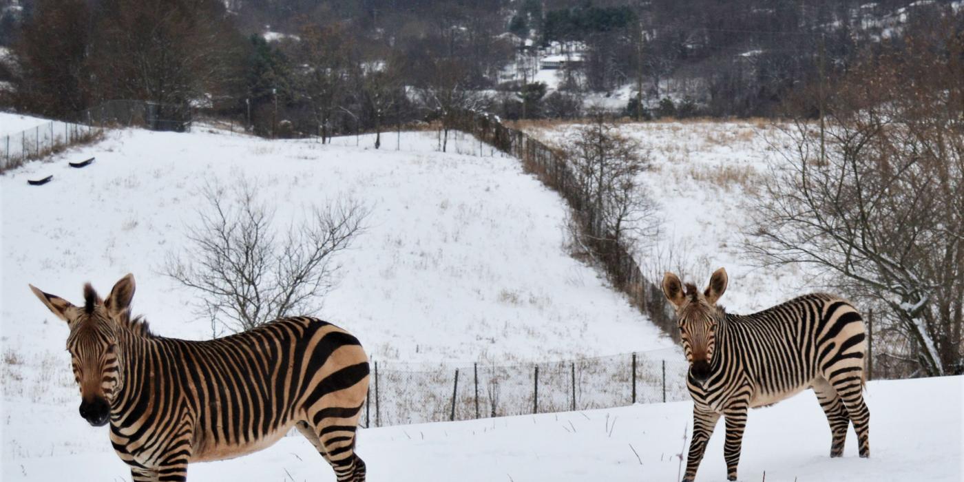 Hartmann's mountain zebra mother Mackenzie (L) and her son Yipes (R) in the snow at SCBI.