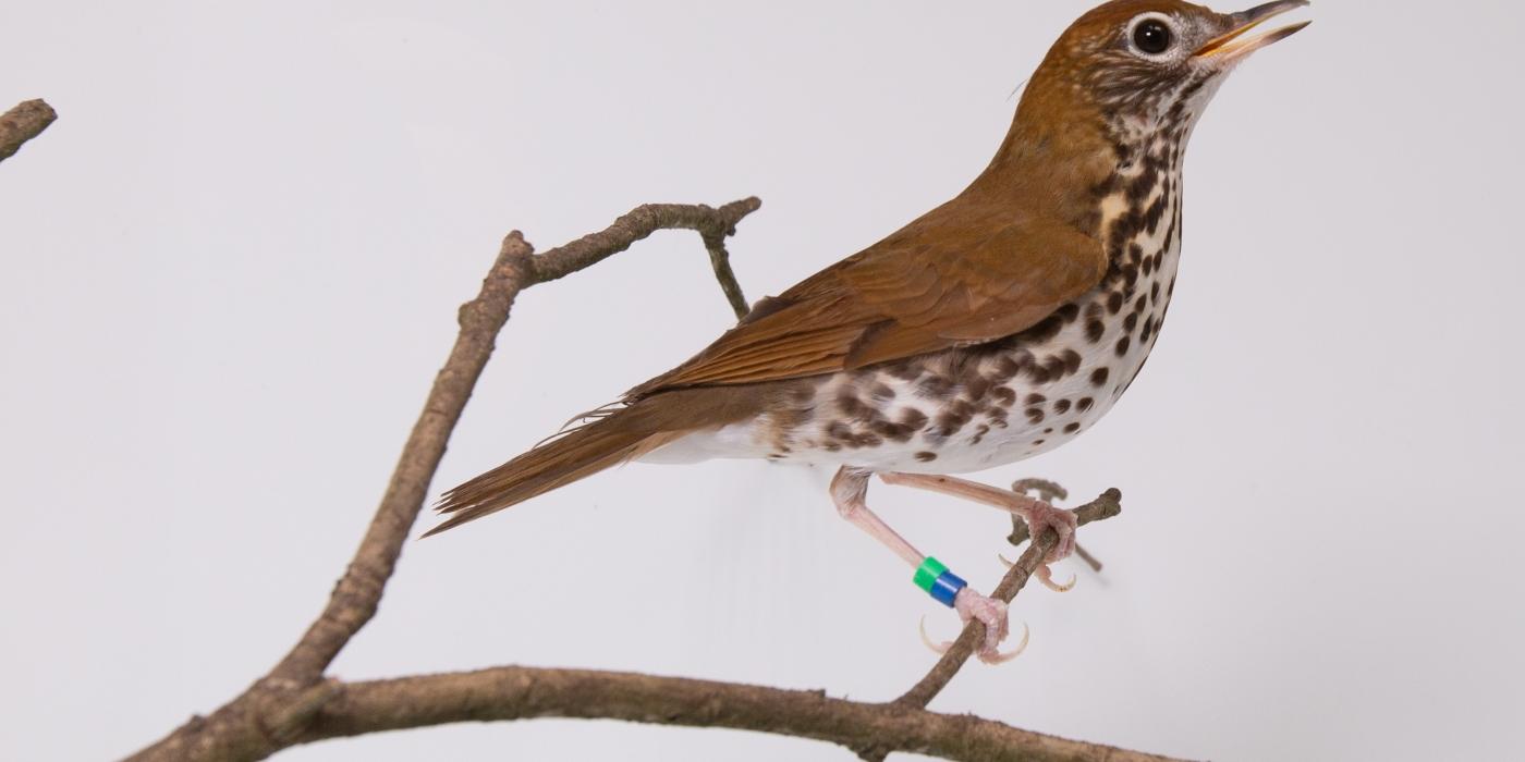 Wood thrush on a branch