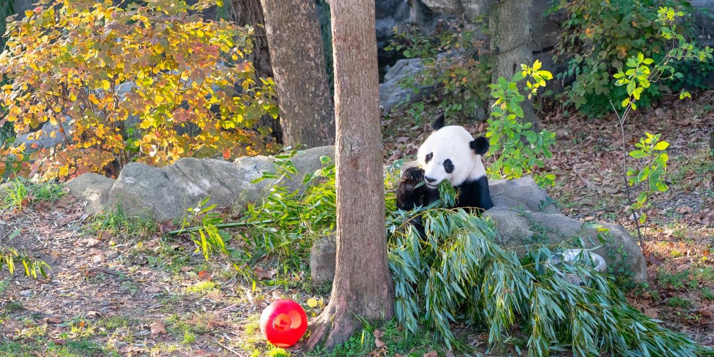 Bei Bei in the Sun