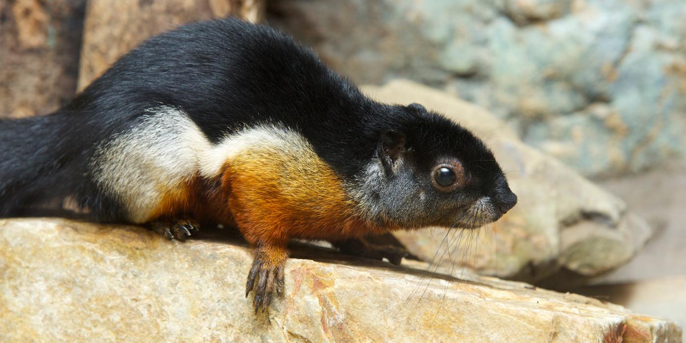  A small squirrel, called a Prevost's squirrel, with whiskers, short pointed ears and a bushy tail perched on a rock. Its thick fur is black, white and brown-red.