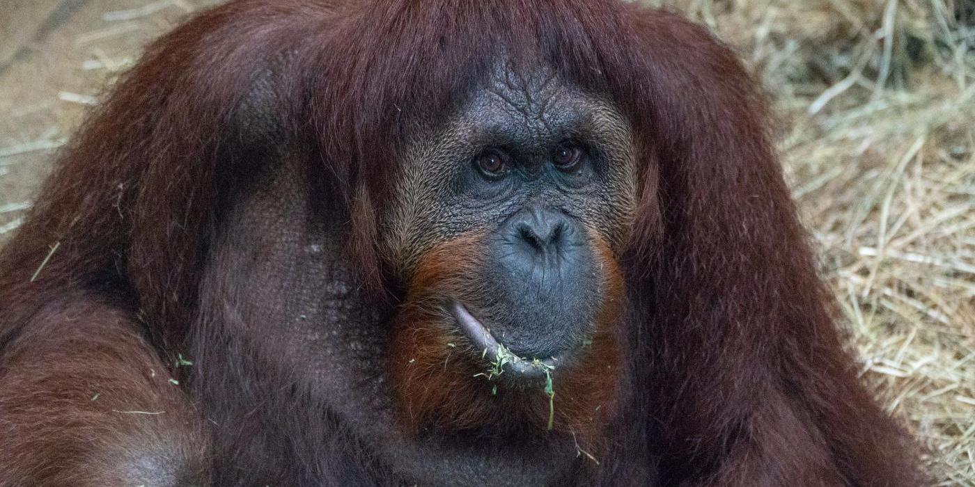 Orangutan Lucy