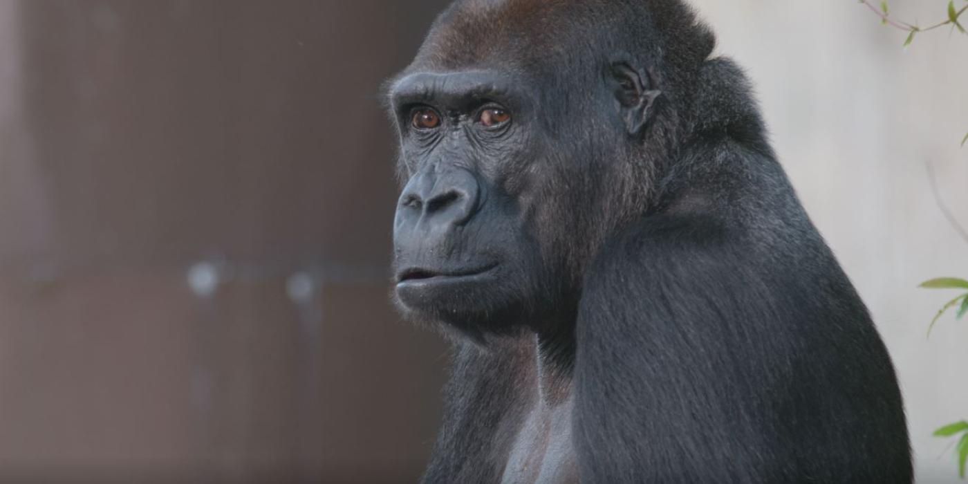 Western lowland gorilla Mandara at the Smithsonian's National Zoo. 