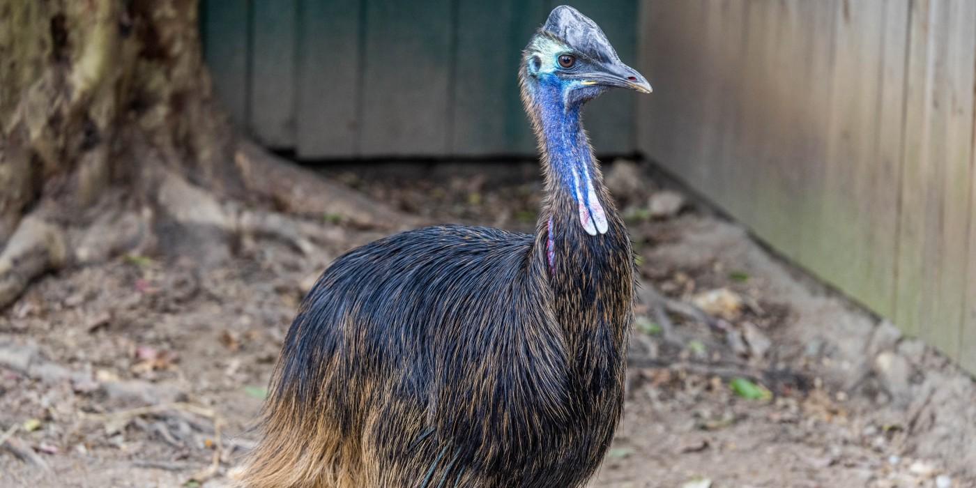 Cassowary Dundee standing in his habitat at the Bird House. 