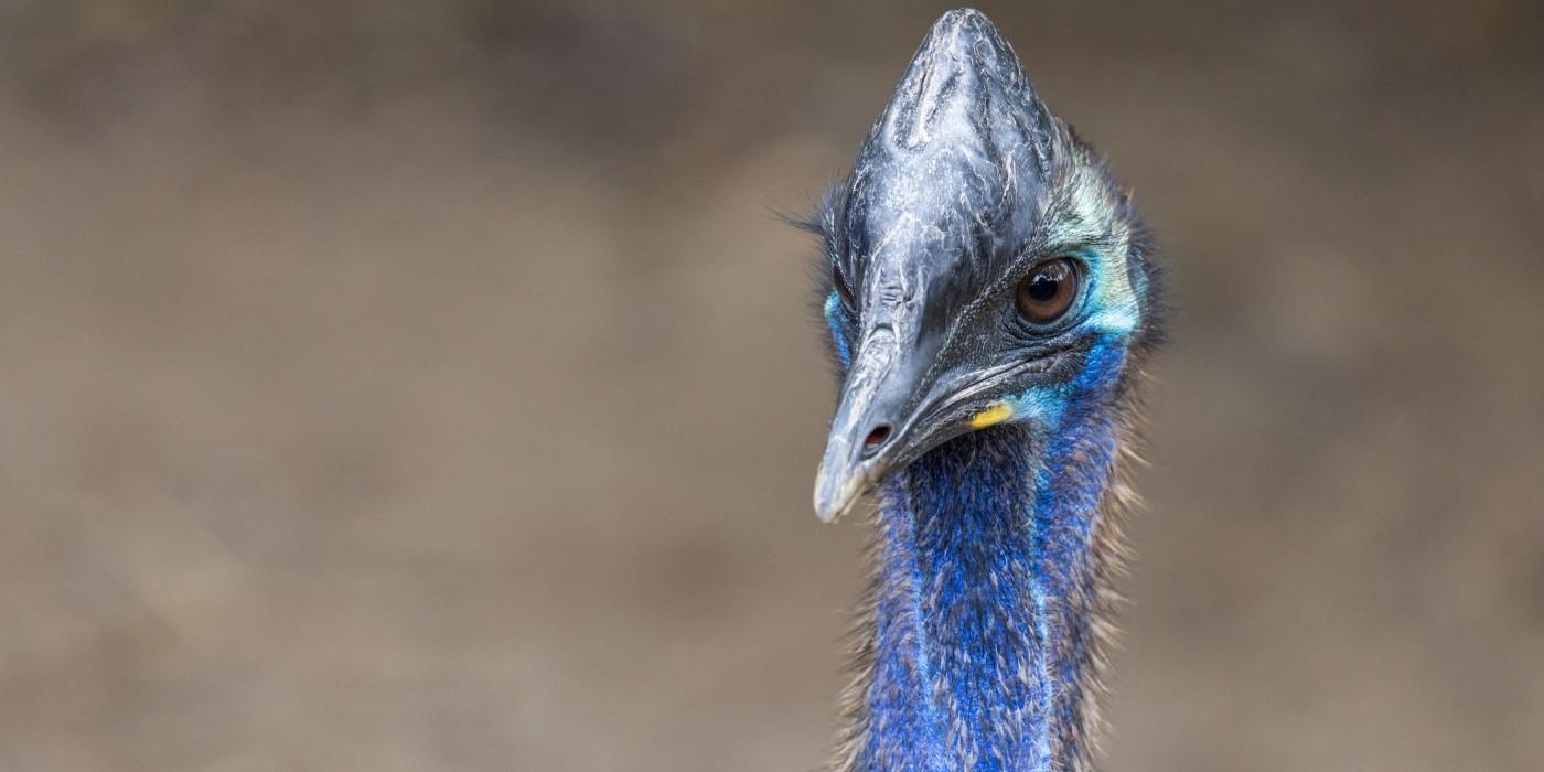 A close-up of a southern cassowary's neck, face and casque. 