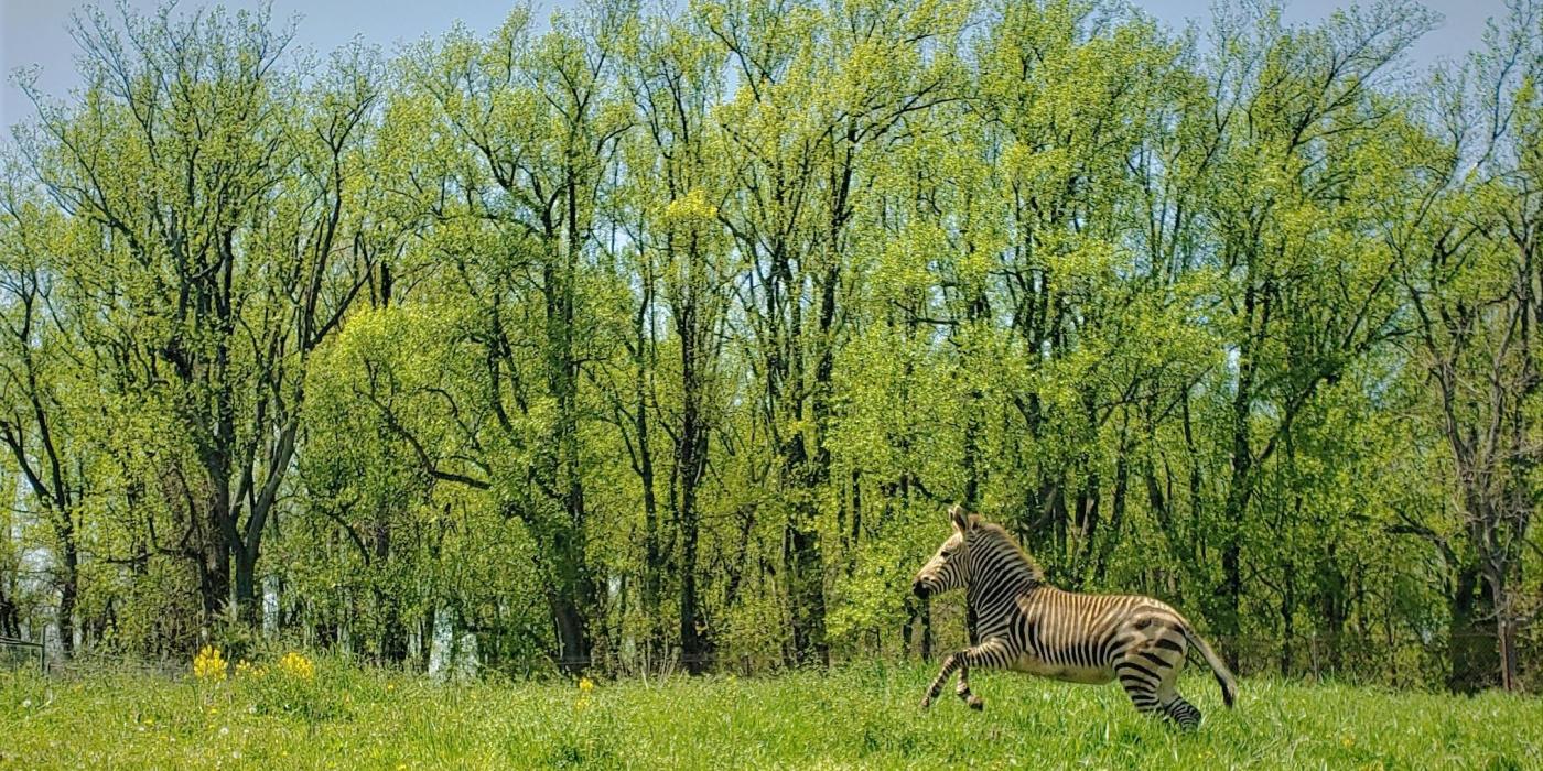 Hartmann's mountain zebra Yipes runs in a pasture filled with tall trees. 