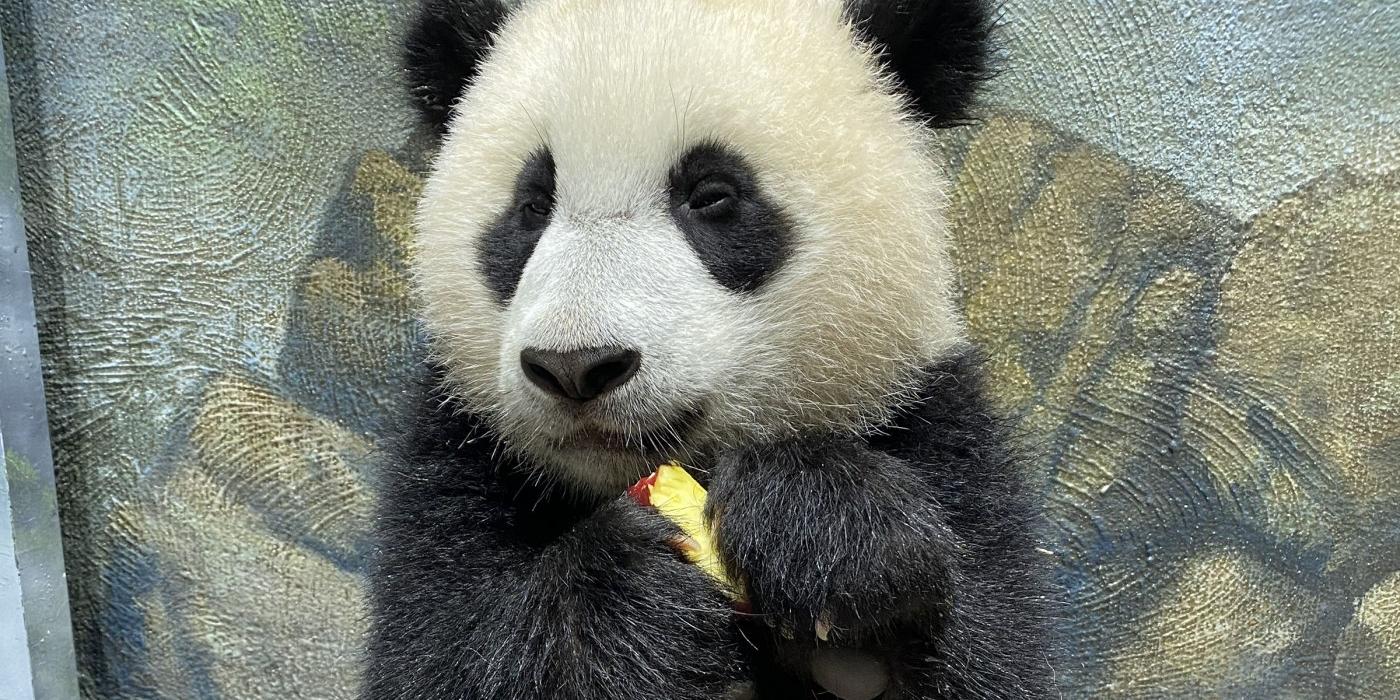 A sleepy giant panda cub Xiao Qi Ji cradles a slice of apple in his paws.