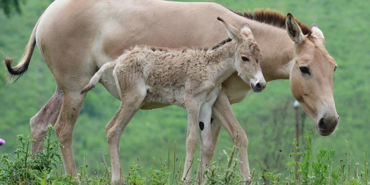 A Persian onager filly and her mother at the Smithsonian Conservation Biology Institute.