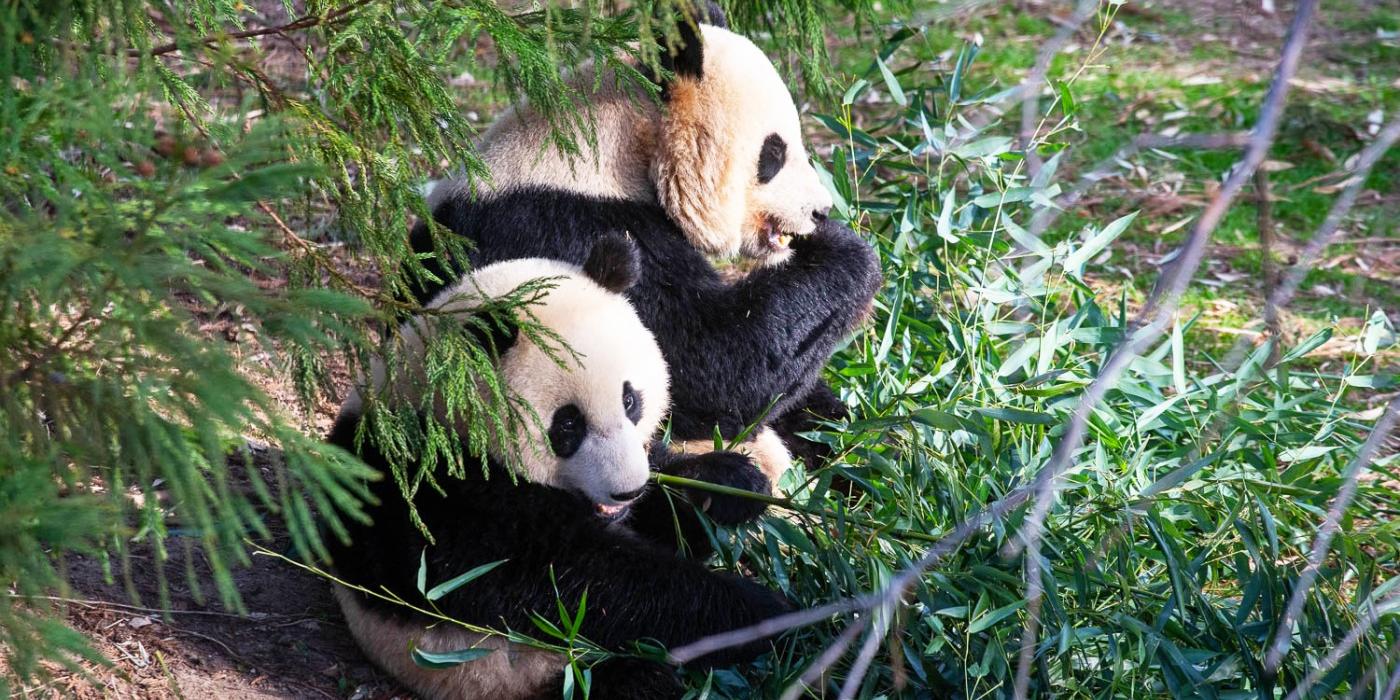 Giant panda Xiao Qi Ji (foreground) and his mother Mei Xiang eat bamboo side-by-side.