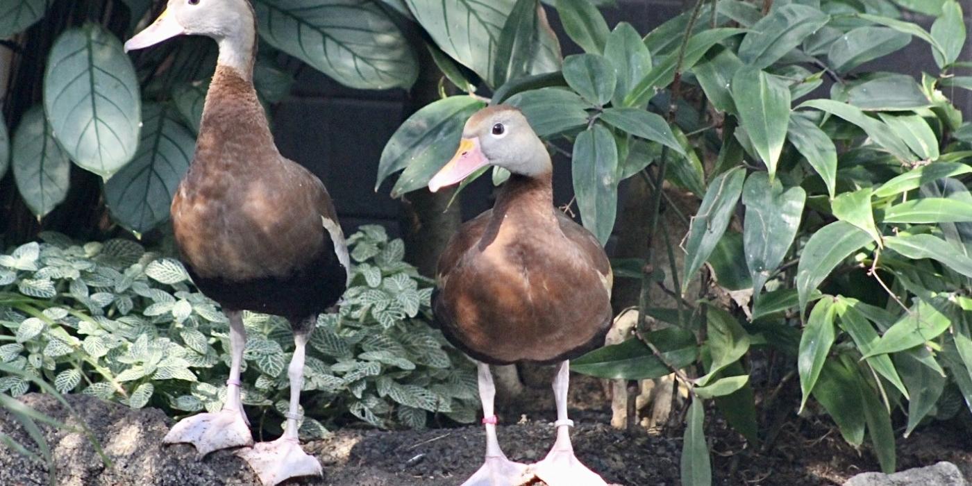 A male and female black-bellied whistling ducks stand on some rocks in their indoor habitat. There is some vegetation growing behind them.