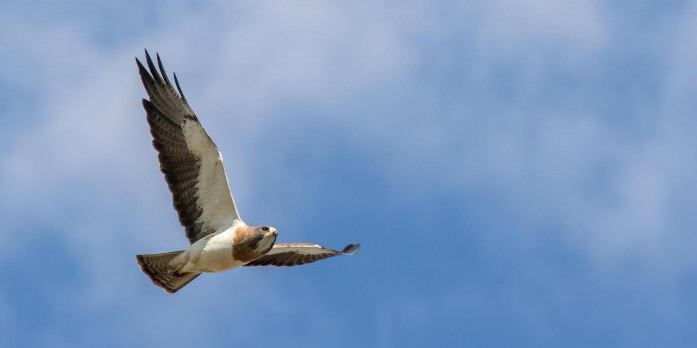 A large hawk with broad wings and a short tail flies through a clear sky with its wings spread wide