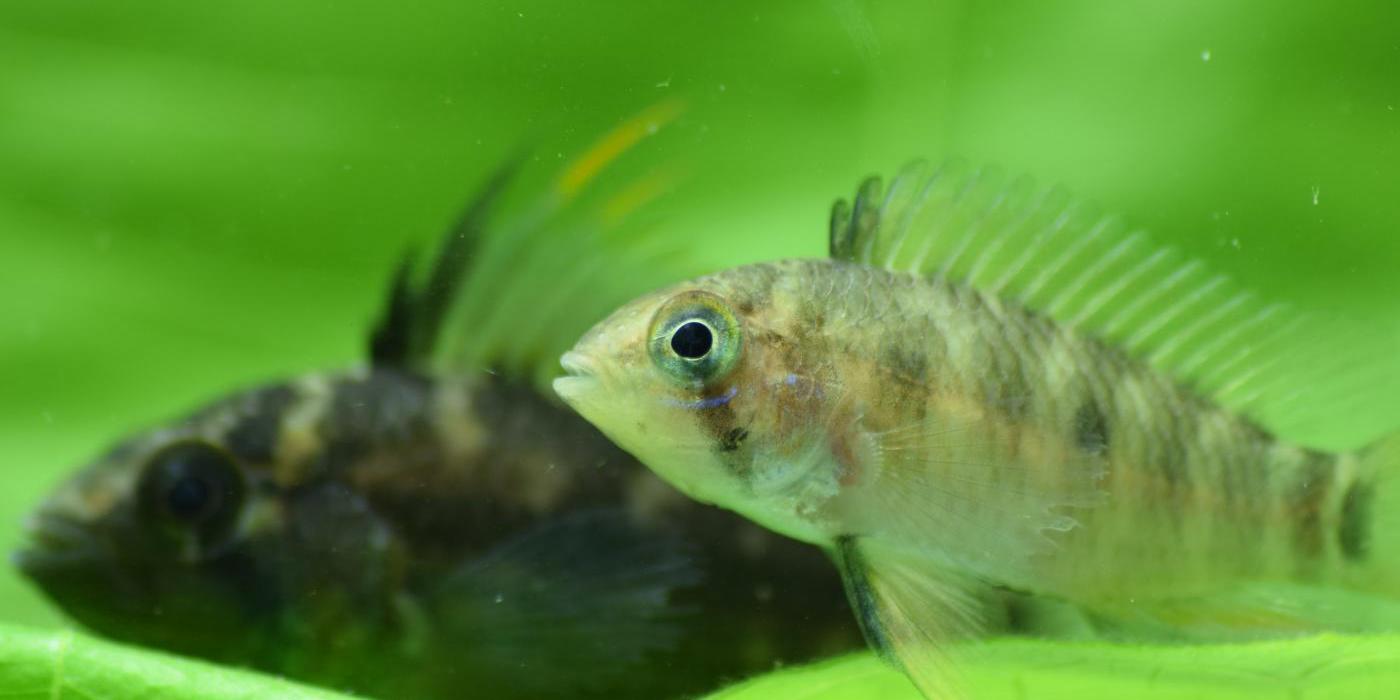 Two small banded dwarf cichlids with light stripes down their bodies and fins down their backs swim over a green leaf