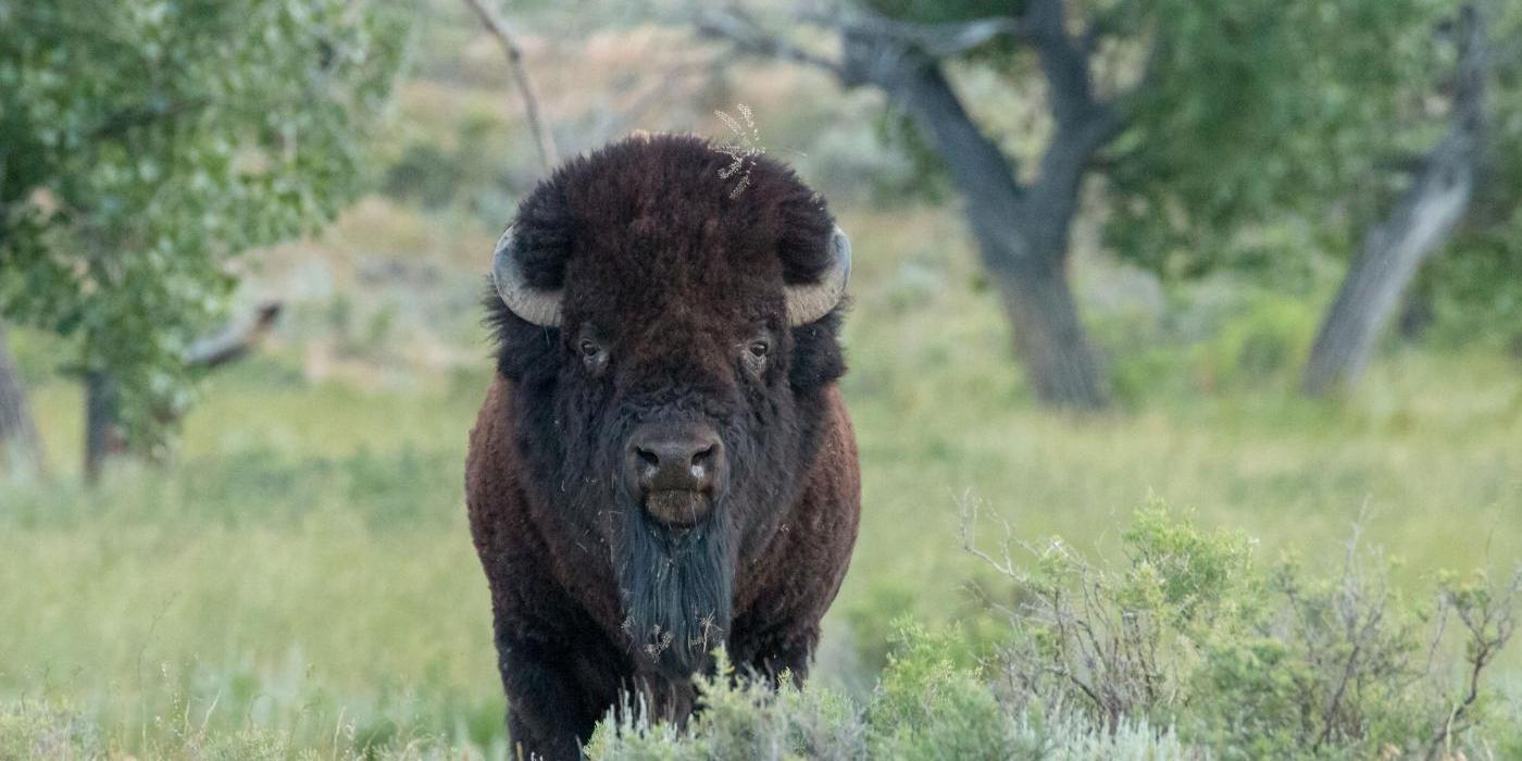 An American bison with thick, dark fur, a sturdy body, a large head and two short, curved horns stands in tall grasses on the American Prairie Reserve in Montana