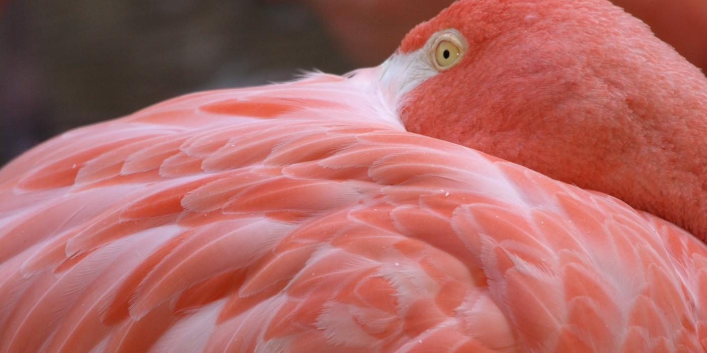 A close-up of a flamingo with bright pink feathers resting its head on its body