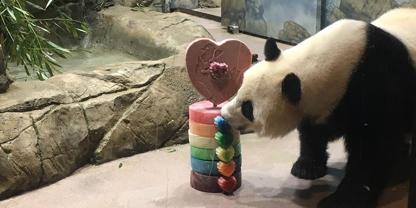 A giant panda takes a bite of a rainbow-themed ice treat for International Family Equality Day at the Zoo