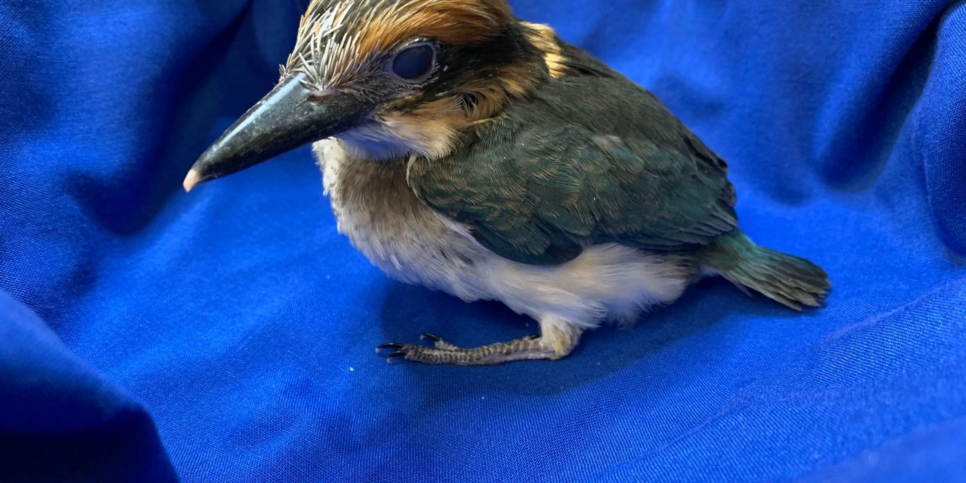 A 28-day-old female Guam kingfisher chick with colorful feathers and a large head and bill rests on a blue cloth.