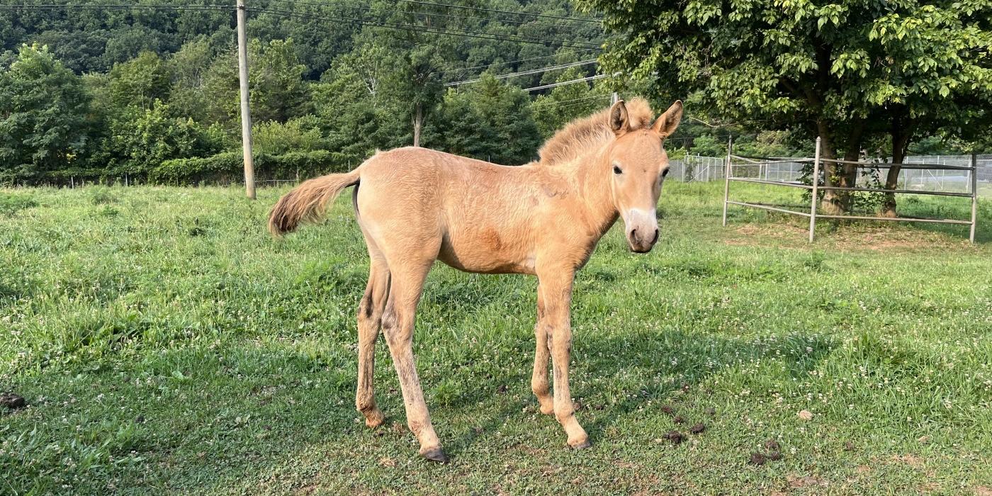 Photo of a Przewalski's horse filly standing in a grassy field. She is a small, light brown colored horse with a short tail.