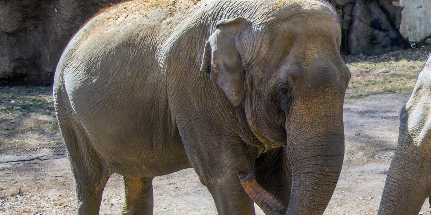 Asian elephant Shanthi at the Zoo's Elephant Trails exhibit. 