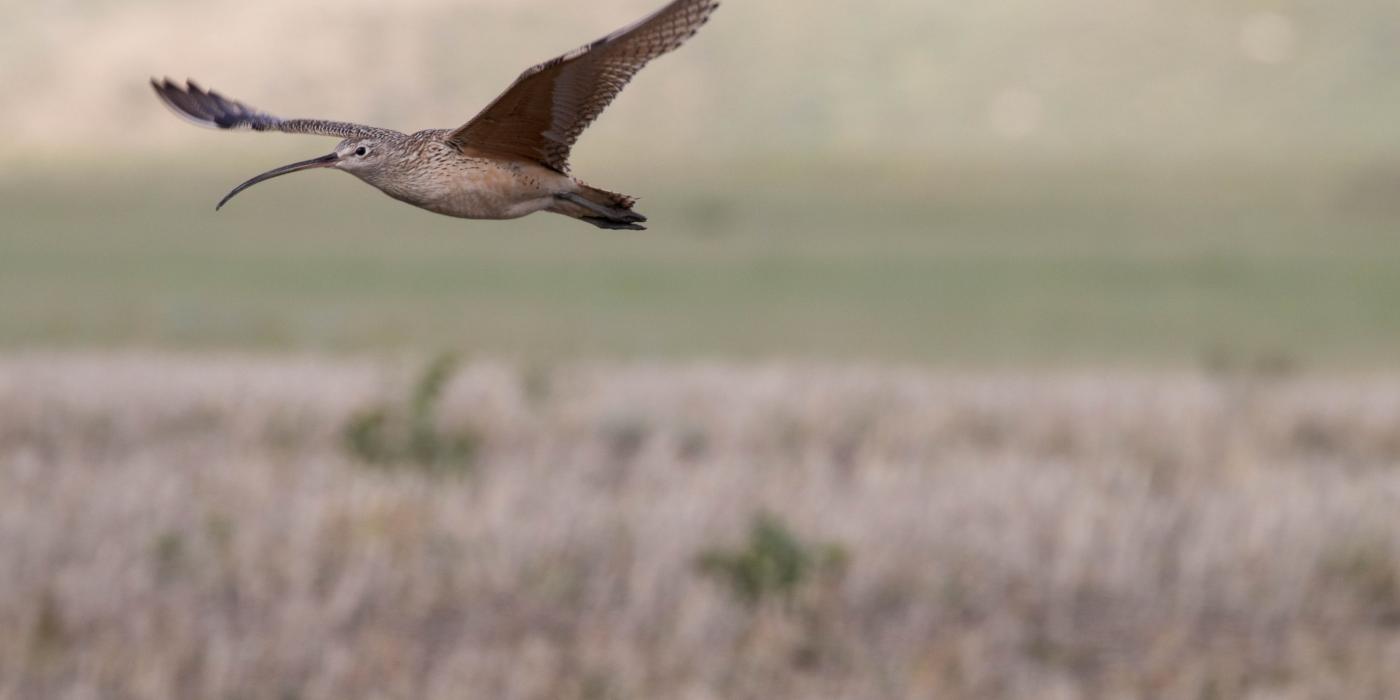 A shorebird, called a long-billed curlew, with a long, slender, curved bill, and mottled brown feathers flies over grasslands in Montana