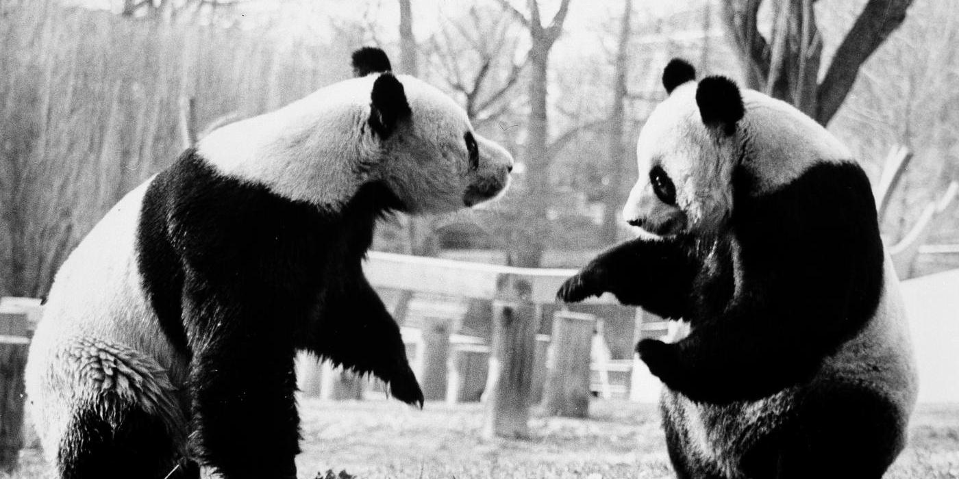 Giant pandas Ling-Ling (left) and Hsing-Hsing (right) spend time together in their outdoor habitat at the Smithsonian’s National Zoo in 1985.