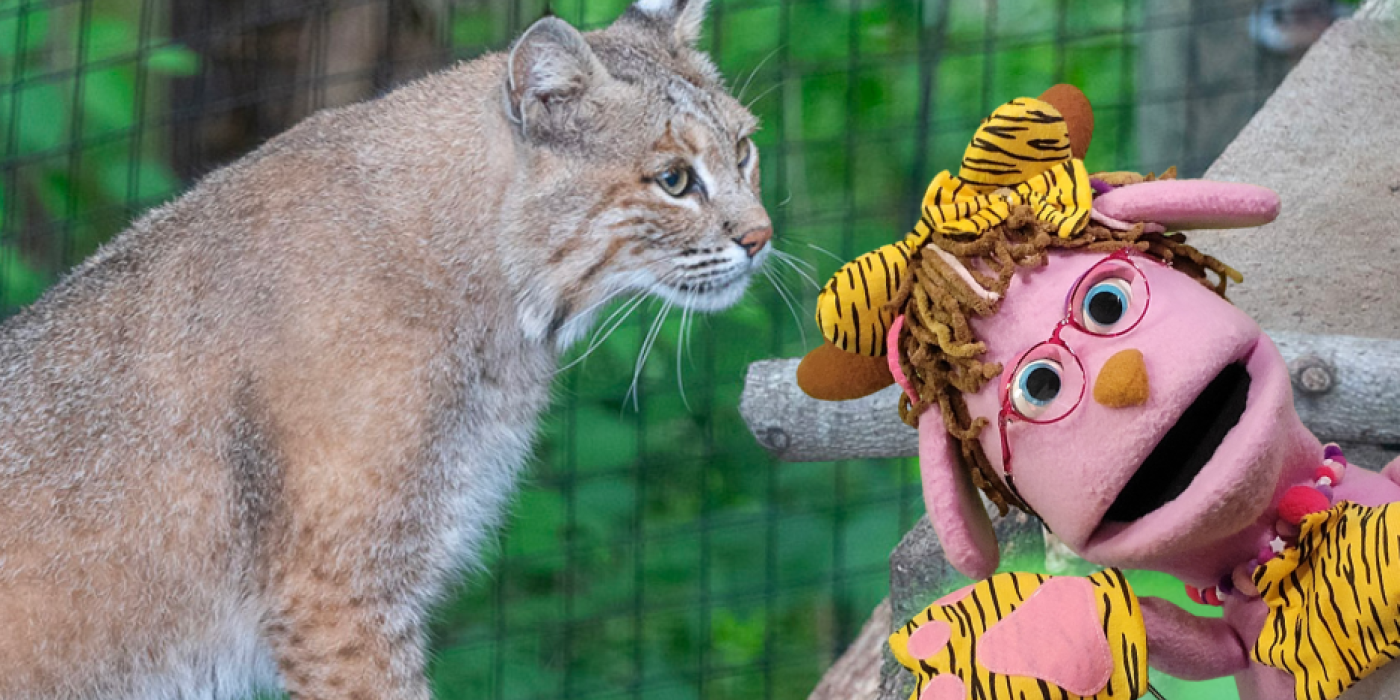 pinky puppet with bobcat