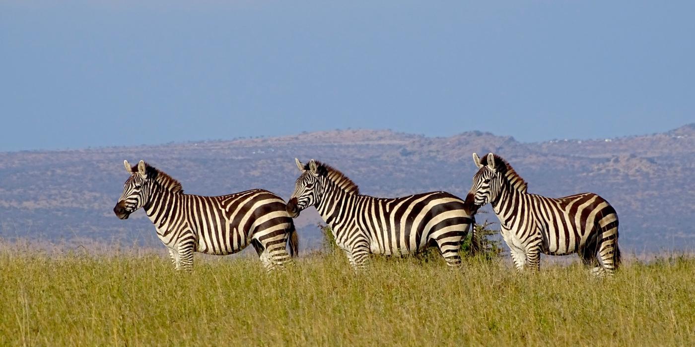 Three plains zebras stand in tall grasses in Laikipia Kenya. The zebras stand in a line, and rolling hills with trees and buildings can be seen in the background.