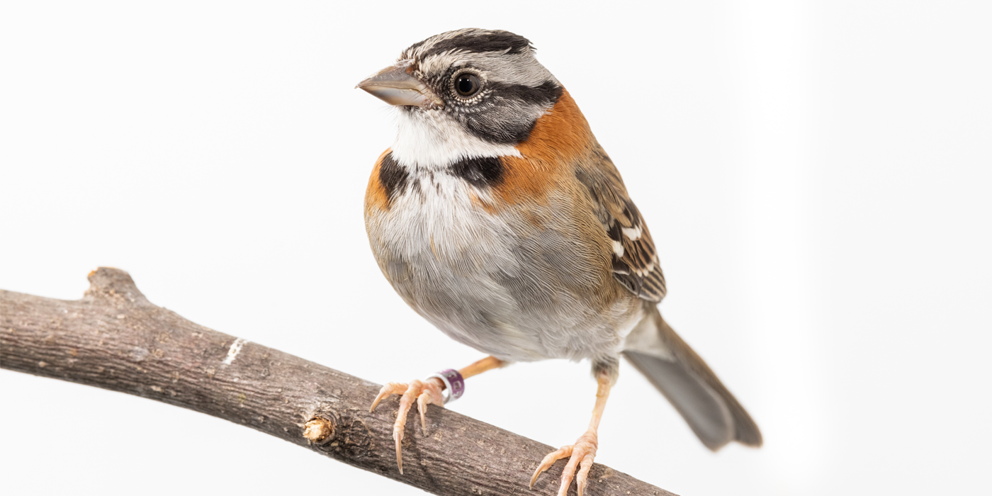 Side profile of a rufous-collared sparrow,a small bird with gray and black plumage and a reddish-brown collar around its neck.