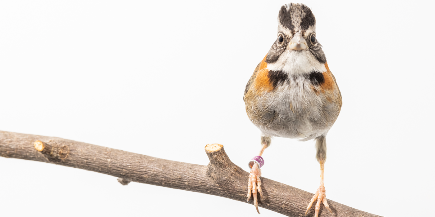 Front profile of a male rufous-collared sparrow. The tuft of feathers on top of its head is clearly visible.