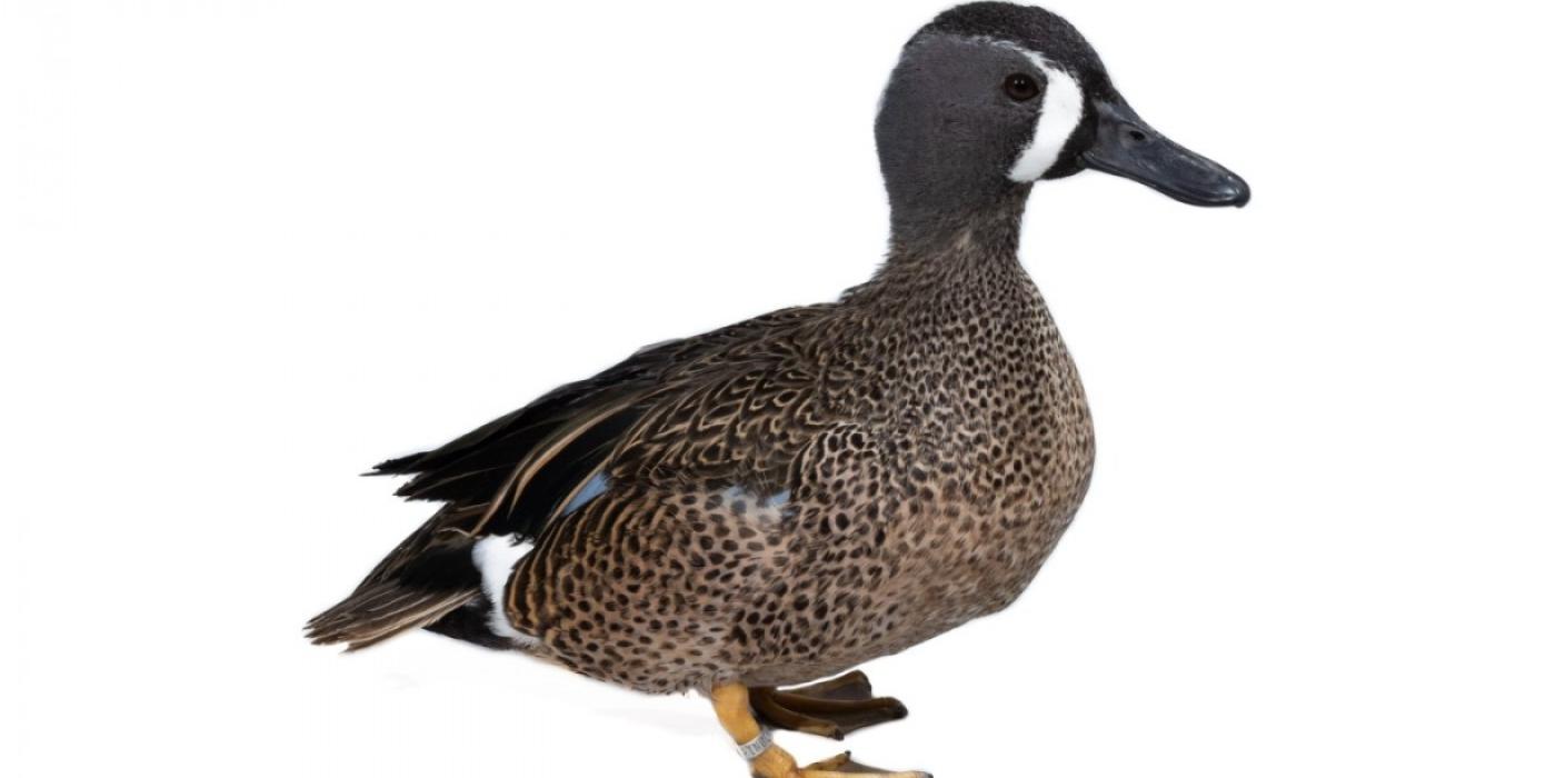 A male blue-winged teal stands facing the right on a white backdrop.