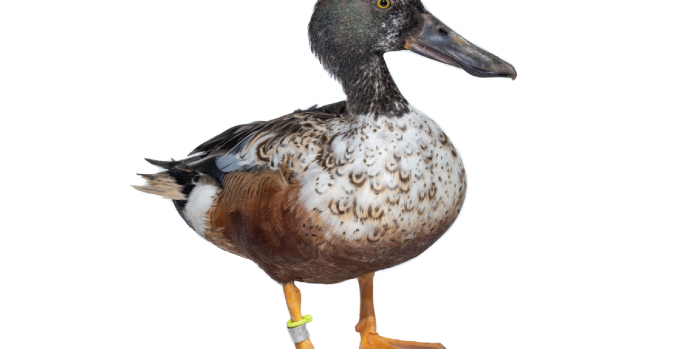 A male northern shoveler stands on a white backdrop.