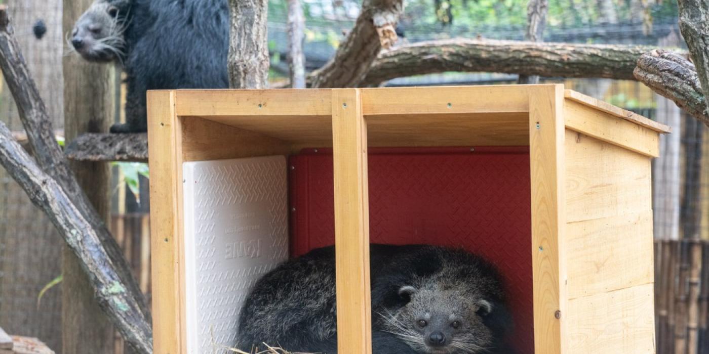 A binturong sits atop a tree branch (left) while the other shelters in a covered area (right).