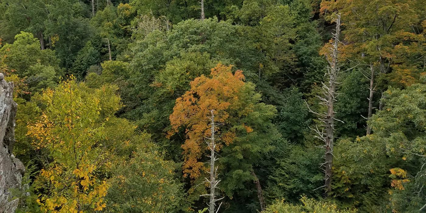 a grove of trees with several dead, leafless trunks